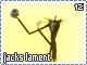 sjackslament12